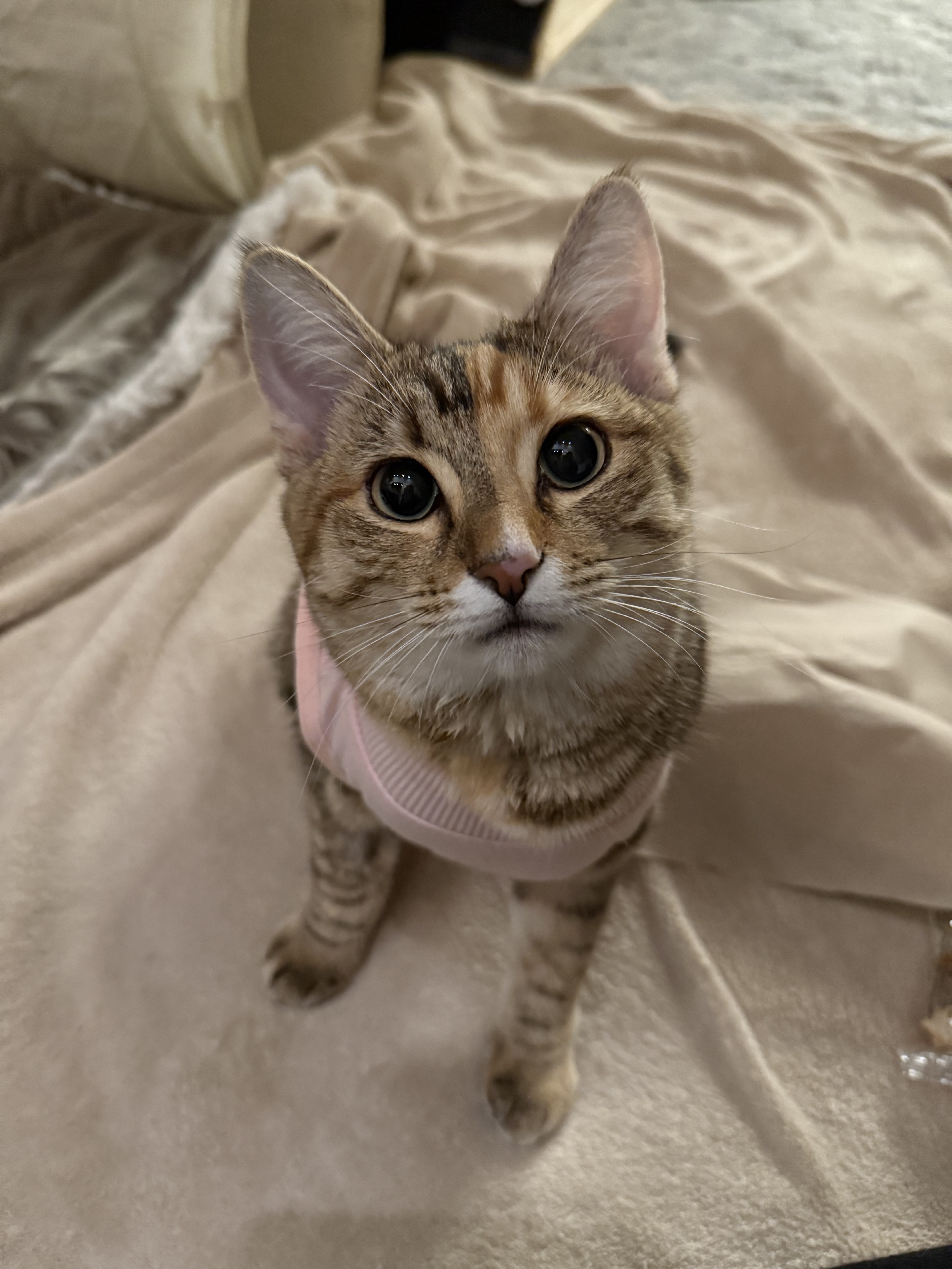 cat picture